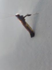 Caloptilia azaleella