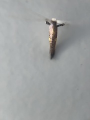 Caloptilia azaleella