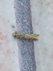 Tinea apicimaculella