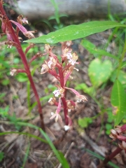 Corallorhiza maculata occidentalis
