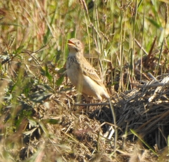 Anthus godlewskii