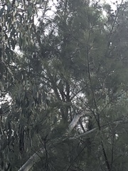 Eudynamys orientalis