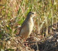 Anthus godlewskii