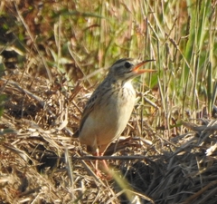 Anthus godlewskii