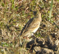 Anthus godlewskii