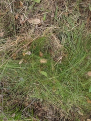 Poa tenera