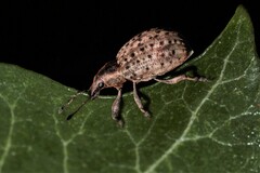 Liophloeus tessulatus