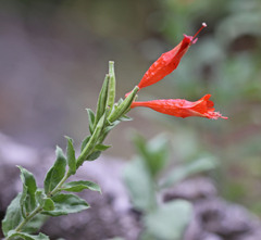 Epilobium canum garrettii