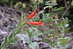 Epilobium canum garrettii