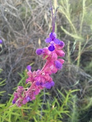 Trichostema lanatum
