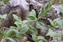 Epilobium canum garrettii