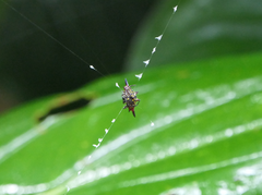 Gasteracantha fornicata