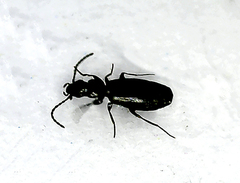 Microlestes