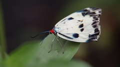 Chalcosia phalaenaria