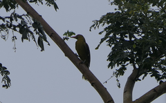 Oriolus flavocinctus