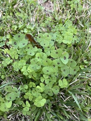 Medicago arabica