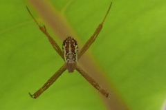 Argiope dang