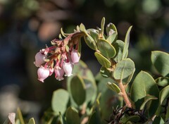 Arctostaphylos otayensis