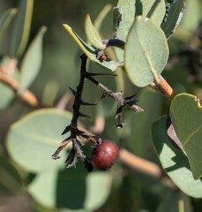 Arctostaphylos otayensis