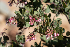 Arctostaphylos otayensis