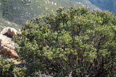 Arctostaphylos otayensis