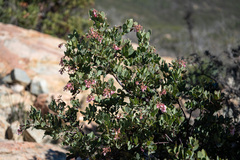 Arctostaphylos otayensis