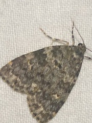 Parelictis saleuta