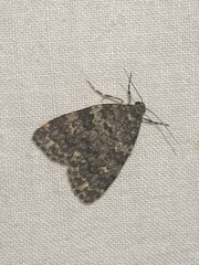Parelictis saleuta