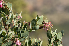 Arctostaphylos otayensis