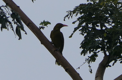 Oriolus flavocinctus