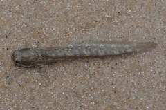 Blenniiformes