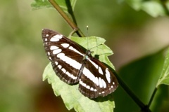 Neptis hylas