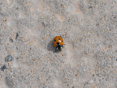 Coccinella algerica