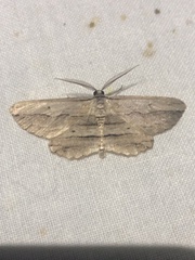 Euphronarcha luxaria