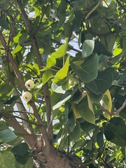 Hernandia nymphaeifolia