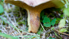 Suillus ochraceoroseus
