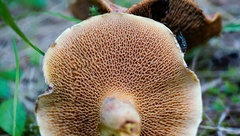 Suillus ochraceoroseus