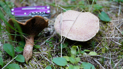 Suillus ochraceoroseus