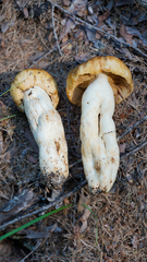 Russula grata