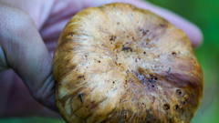Russula grata