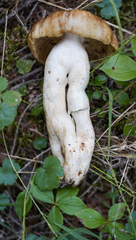 Russula grata