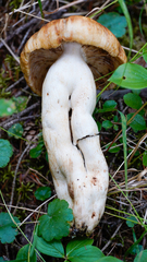 Russula grata