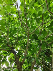 Dendrocnide kotoensis