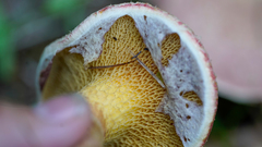 Suillus ochraceoroseus