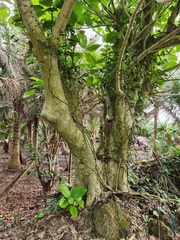 Dendrocnide kotoensis