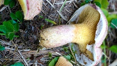 Suillus ochraceoroseus