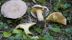 Suillus ochraceoroseus