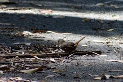 Pycnoptilus floccosus