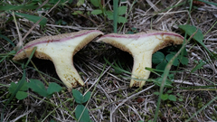 Suillus ochraceoroseus