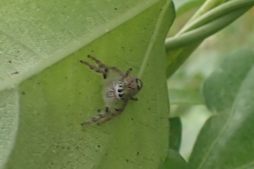 Photo of Heavy Jumper (Hyllus diardi)